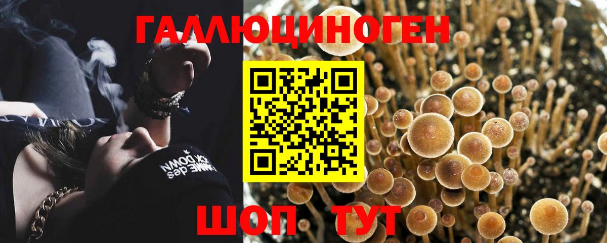 Псилоцибиновые грибы Psilocybine cubensis  Вход с VPN  Вичуга 